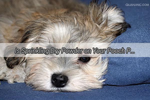 Is Sprinkling Dry Powder on Your Pooch PostBath a GameChanger Find Out Now